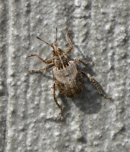 Brachypera lunata